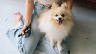 Close-up high-angle view of unrecognizable young woman gently combing pretty white small Spitz pet dog, sitting on floor at home