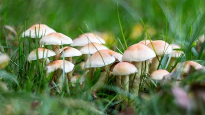 mushrooms growing in garden grass