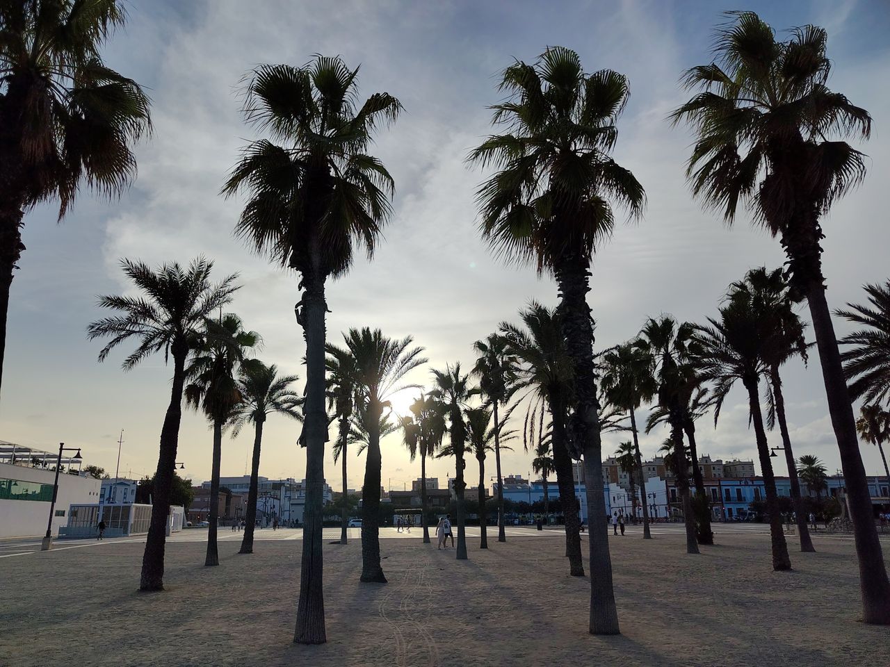 A picture of some twilight palm trees, taken on the Fairphone 6 Plus.