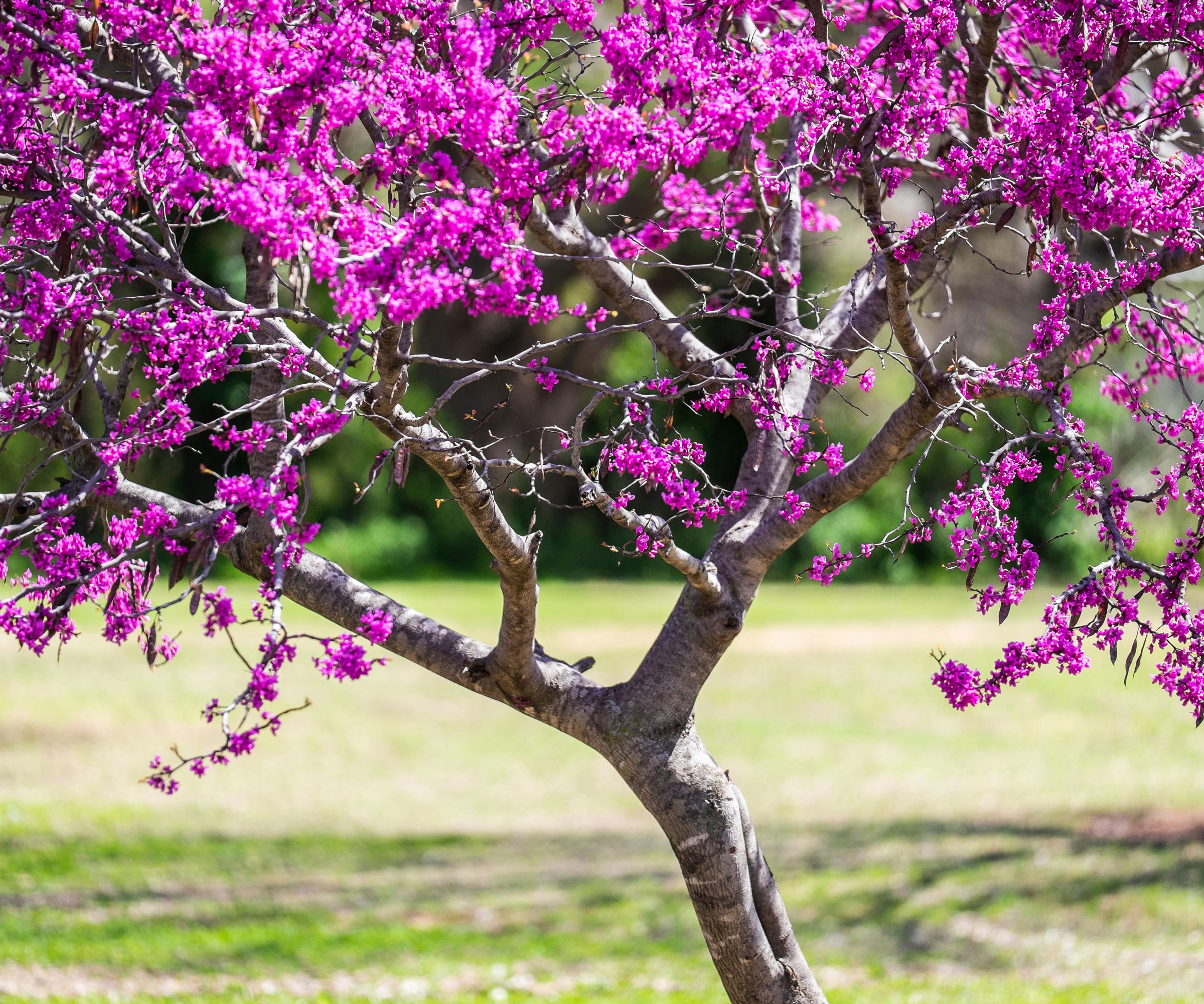 pink blossom on an Eastern redbud tree