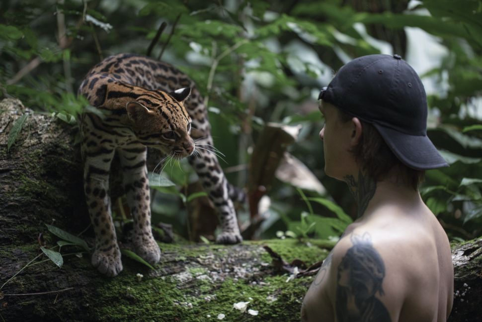 Wildcat Release Date First Look What Happens More What To Watch