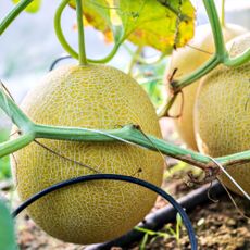 Melons growing in soil