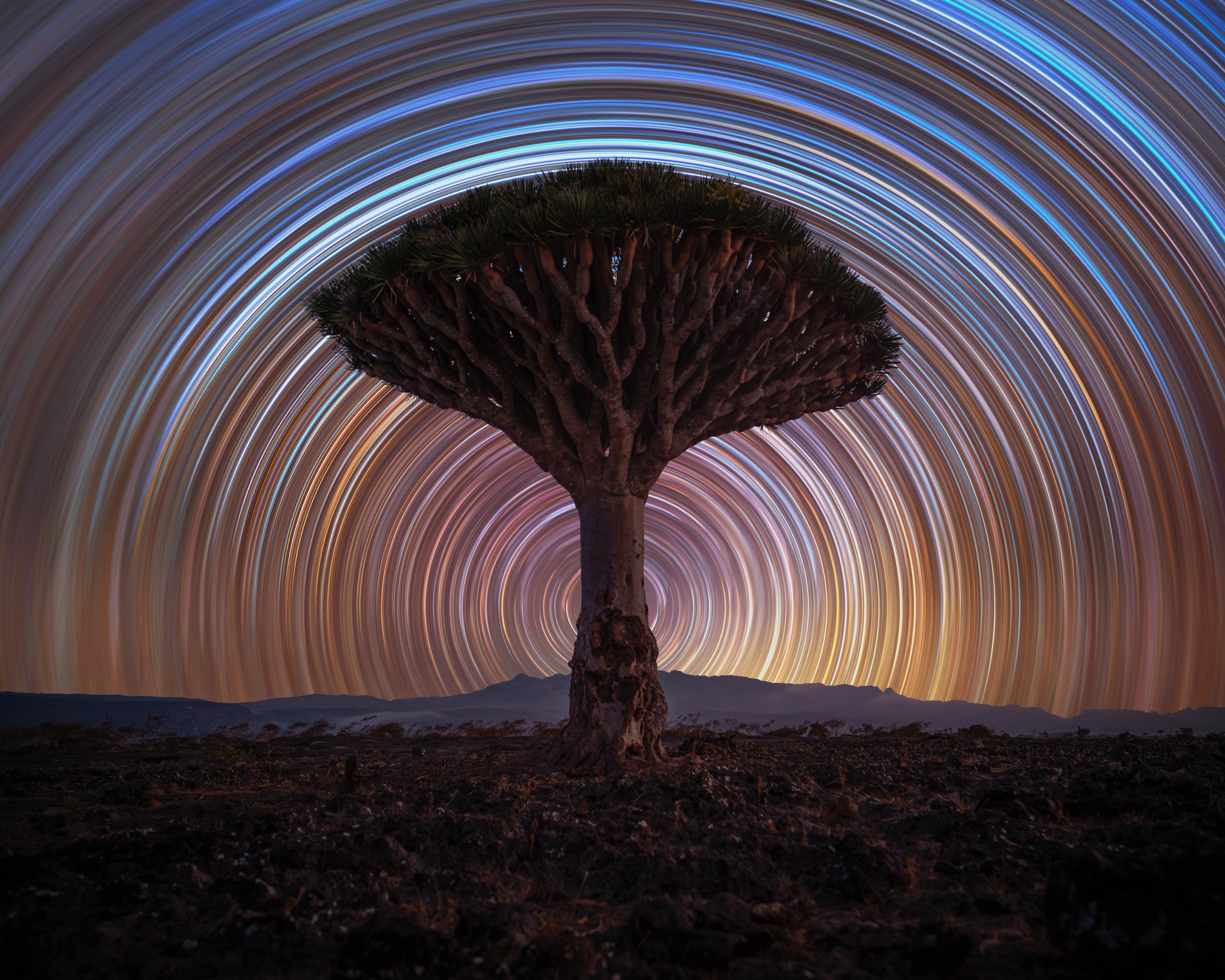 A long-exposure image shows a tree in front of a rotating night sky