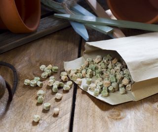 Dried pea seeds spilling out of a paper envelope