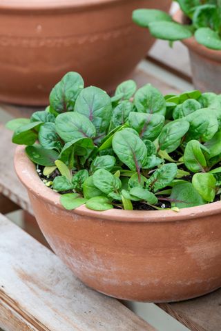 how to grow spinach: red veined variety