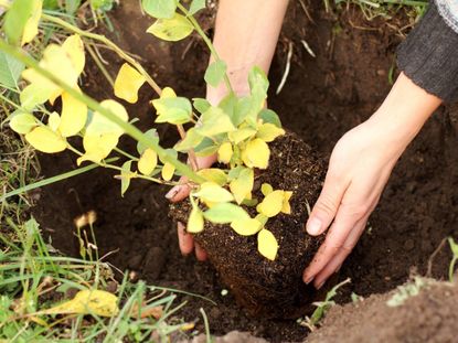 A woman's hands plant a young blueberry bush in the ground
