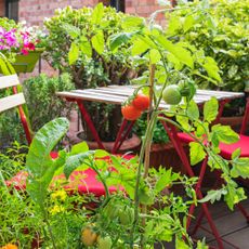 variety of vegetables including tomatoes being grown in containers on a balcony or patio