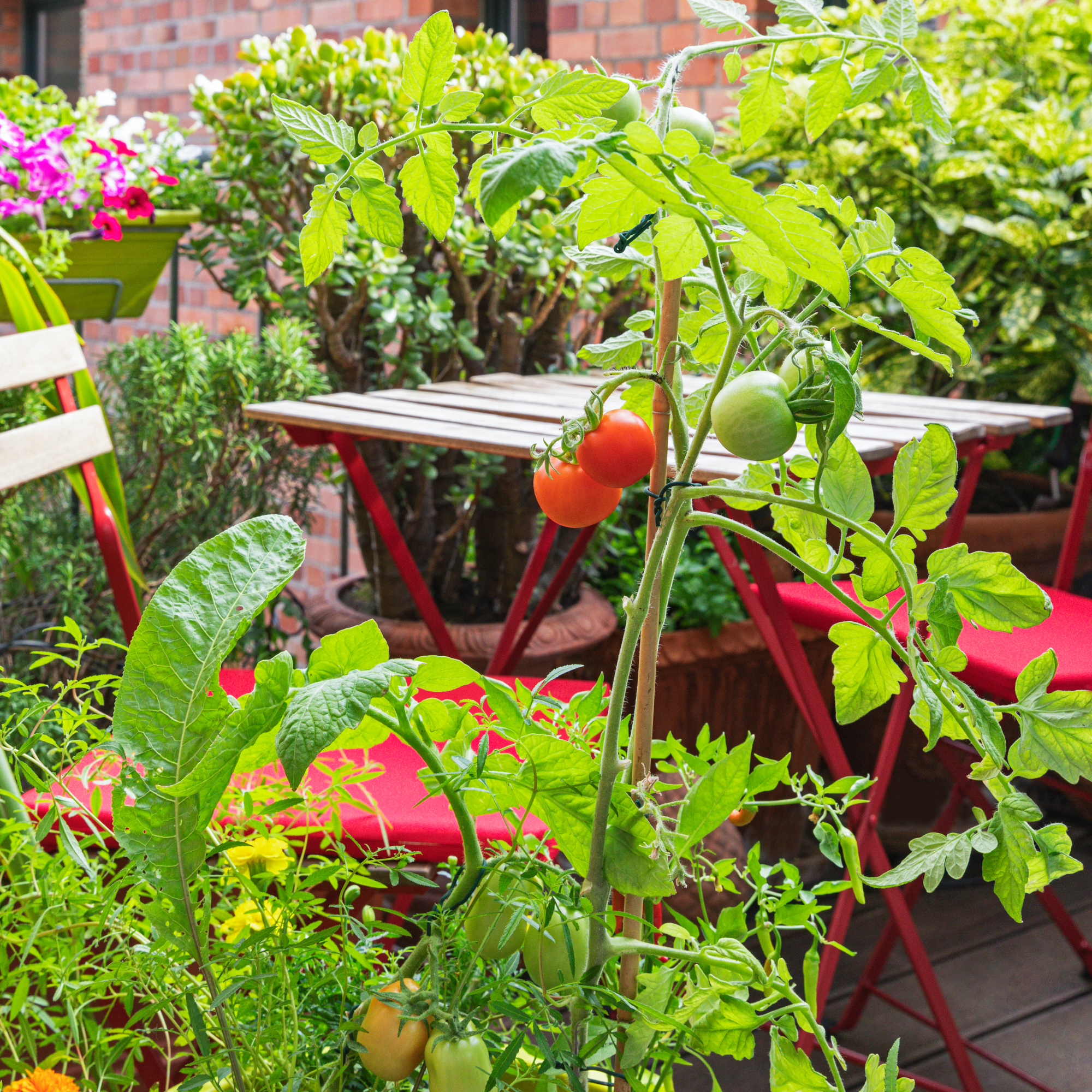 variety of vegetables including tomatoes being grown in containers on a balcony or patio