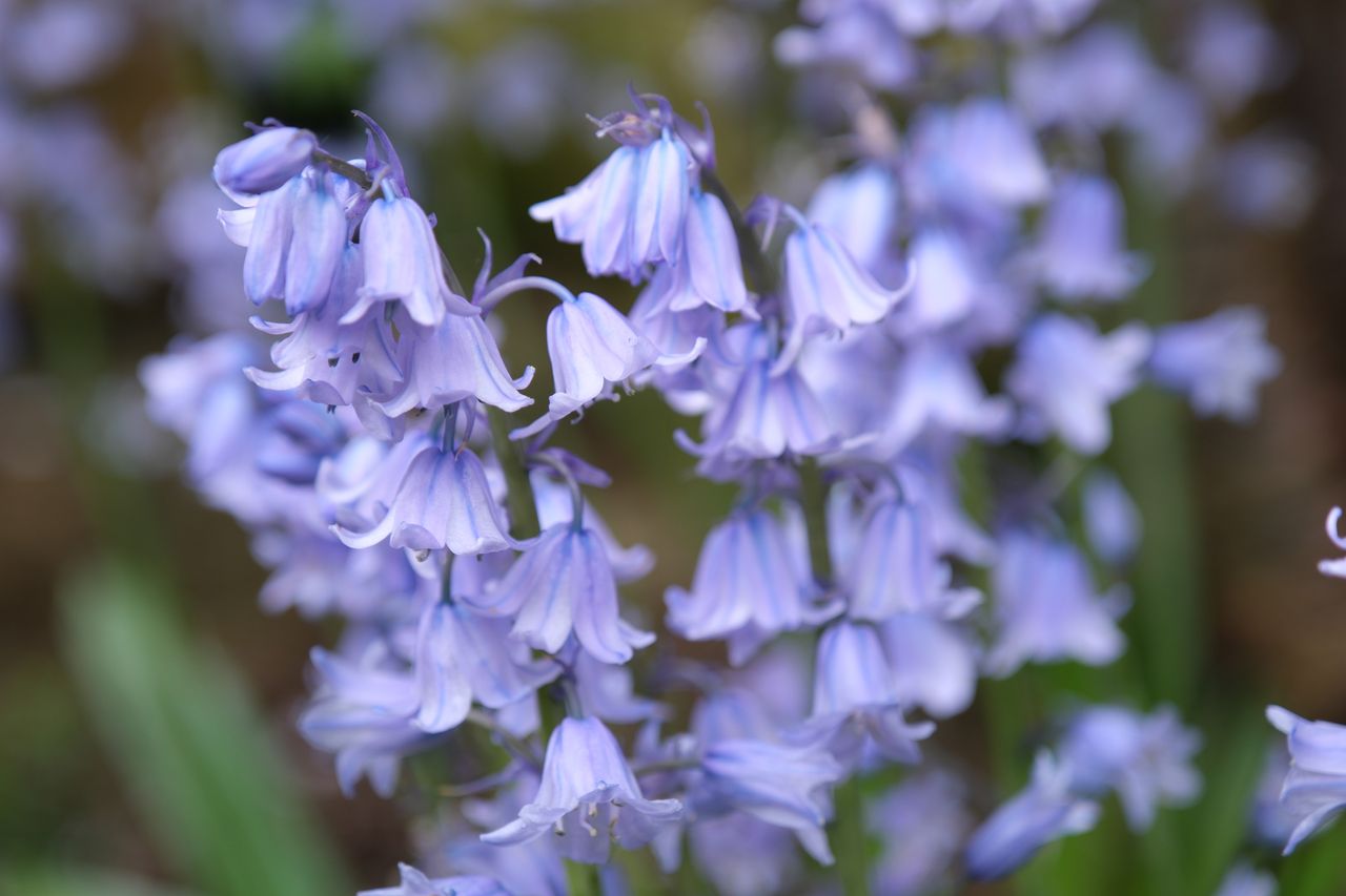 Fujifilm X-H2 review sample image