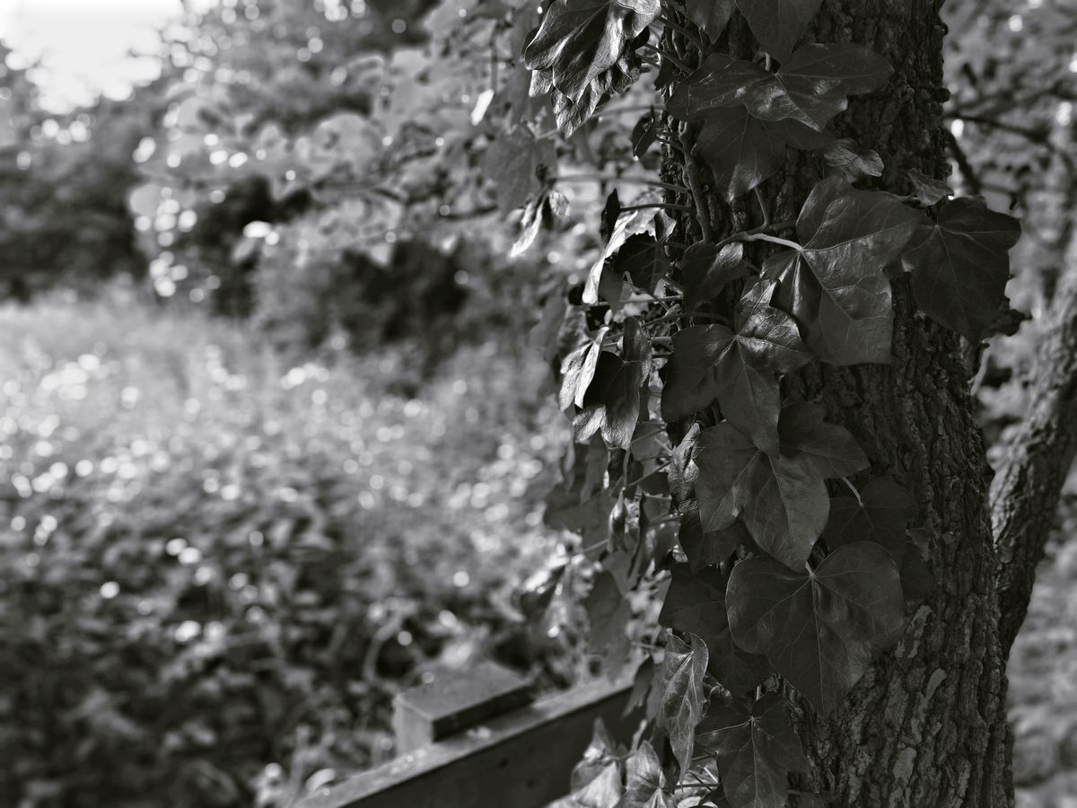Mono is one of the filters you can apply when using the Portrait mode. Image credit: TechRadar