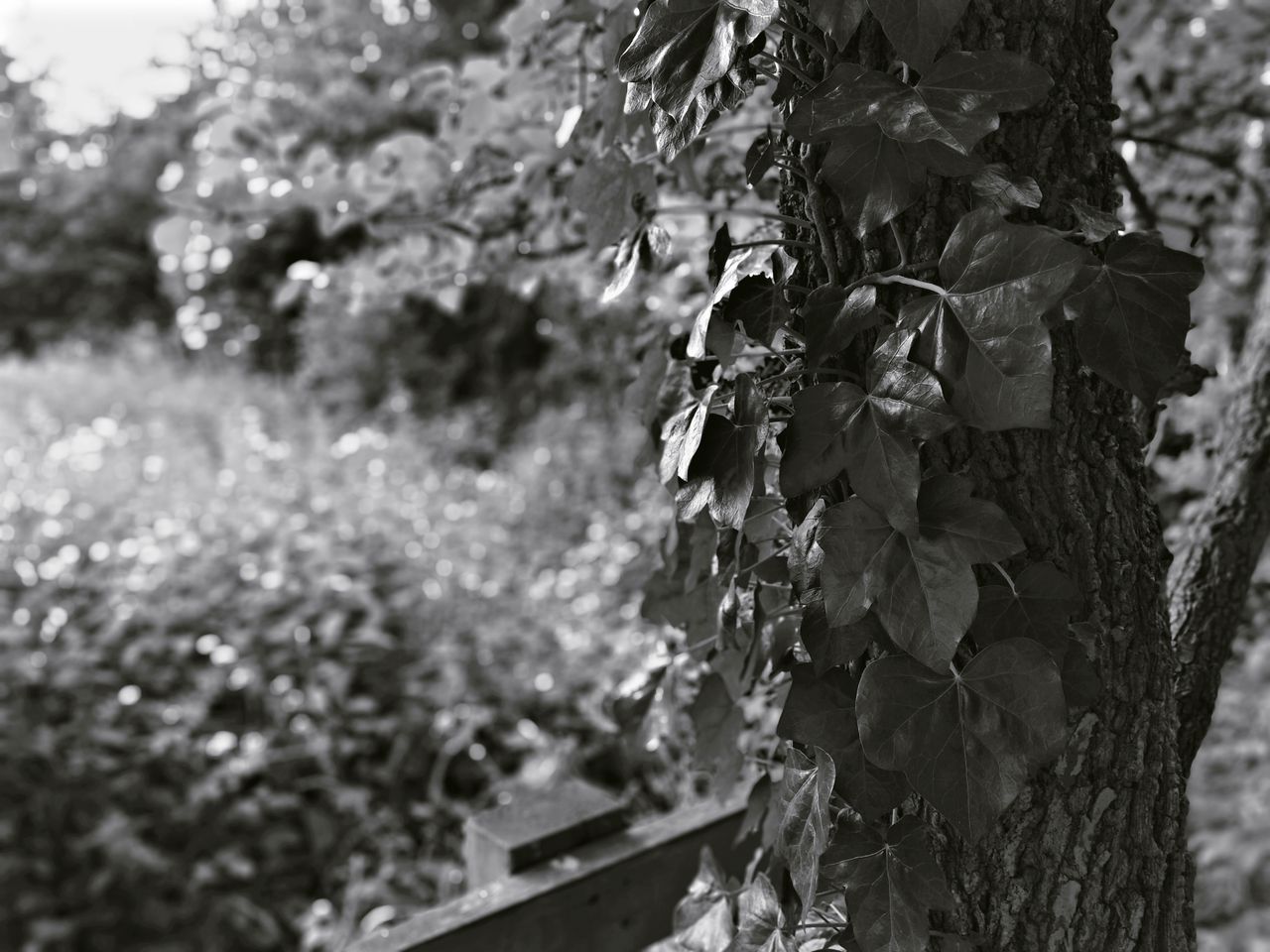 Mono is one of the filters you can apply when using the Portrait mode. Image credit: TechRadar