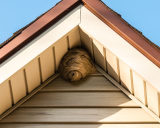 how to get rid of wasps - wasp nest on eaves of home - getty