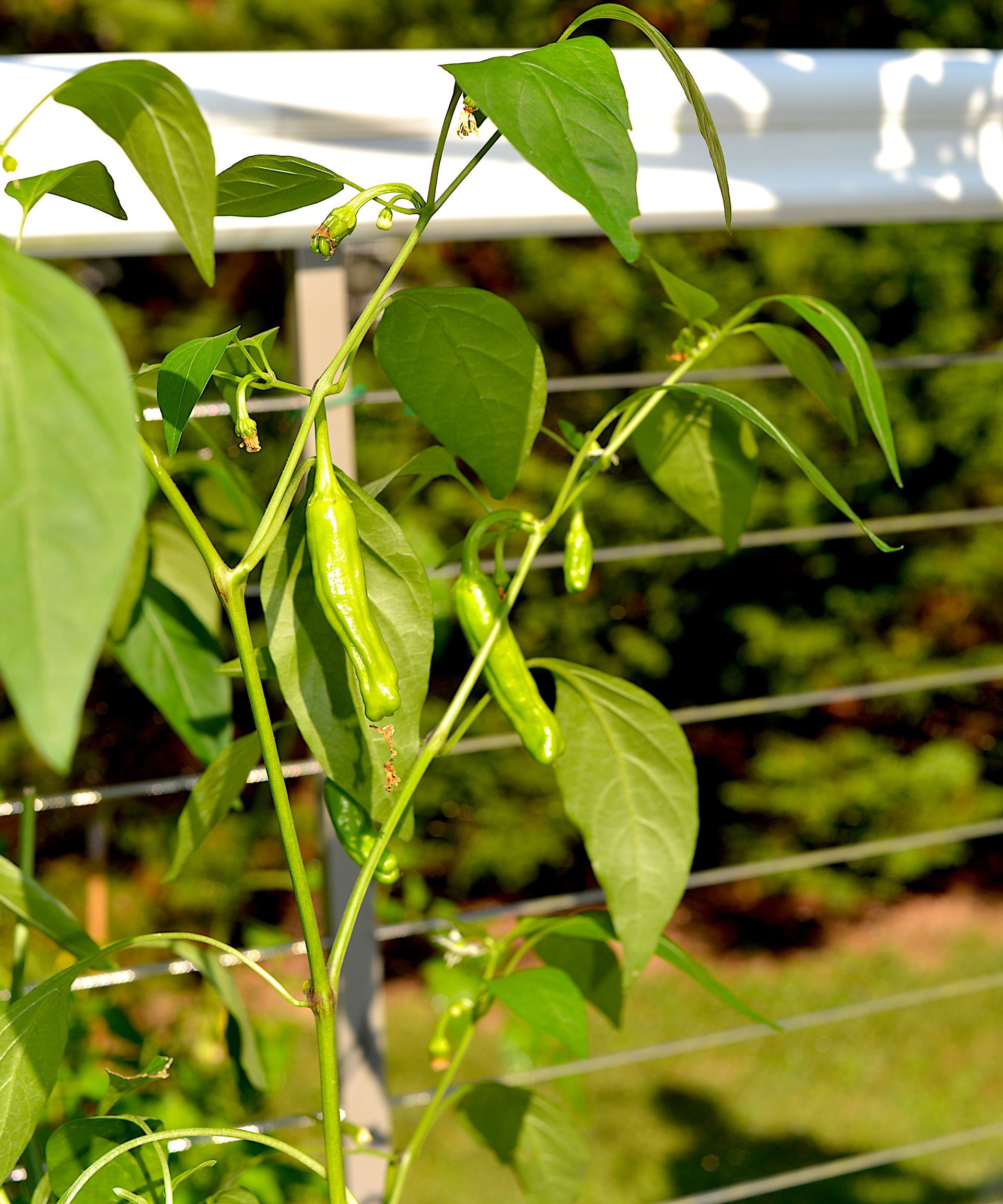 Green shishito peppers growing on a plant