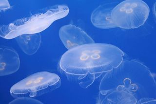Moon jellies illustrate how much an animal can do without a brain.