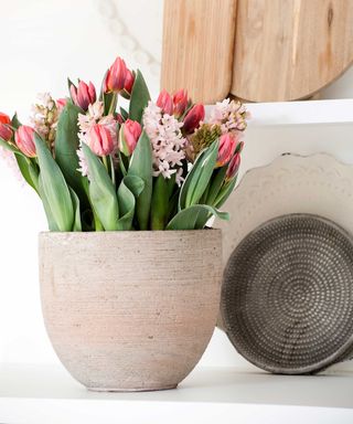 tulips and hyacinths in pot