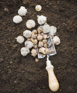 Bulbs being planted in the soil with a silver spade