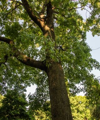 Looking up at a large oak tree in Central Park