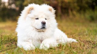 White Chow Chow lying on the grass