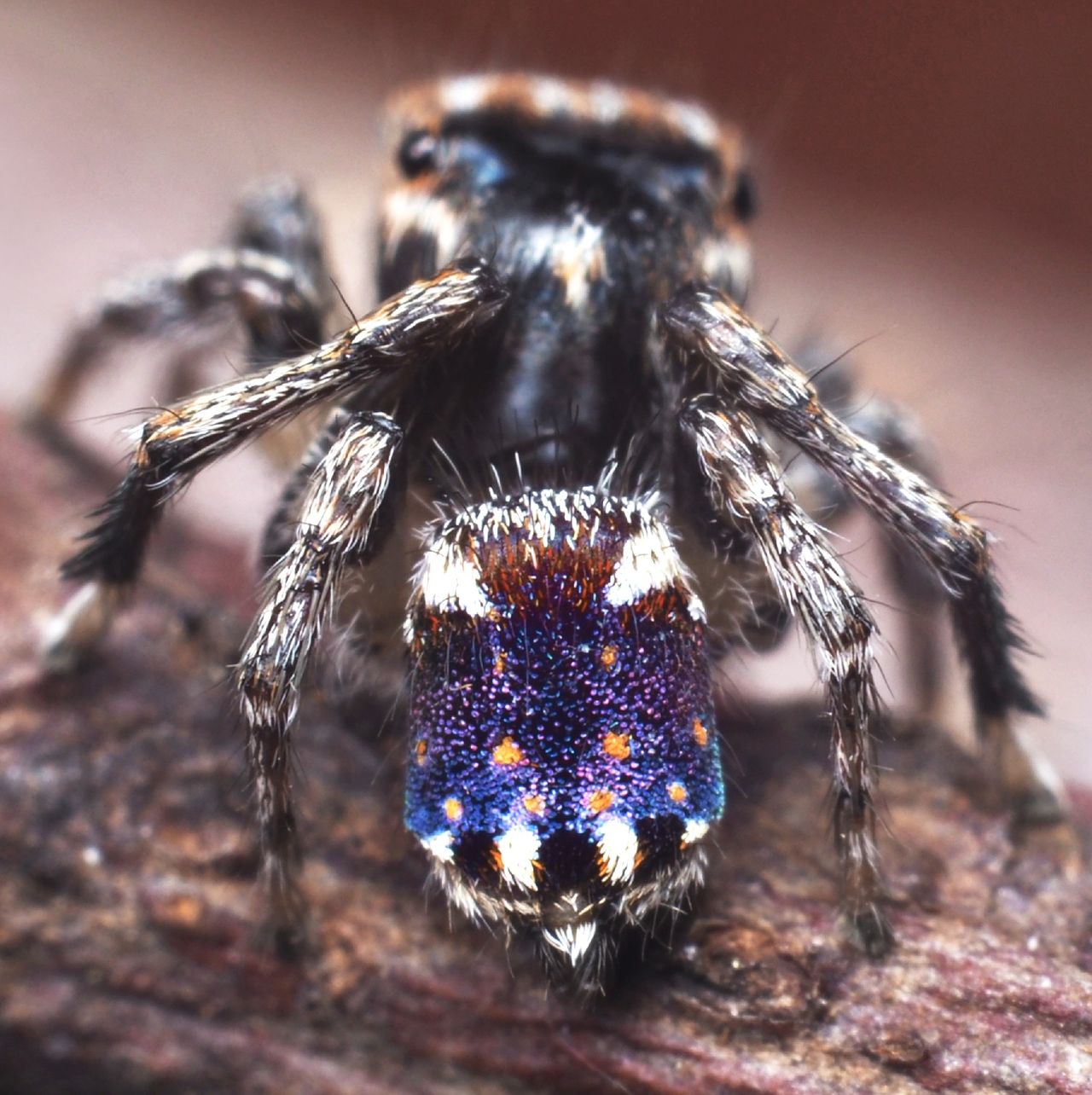 The peacock spider M. constellatus