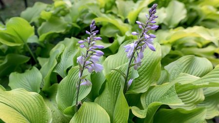hosta leaves and flowers