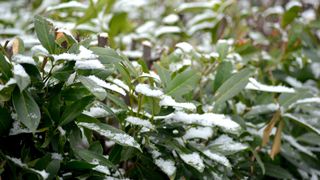 snowy hedge