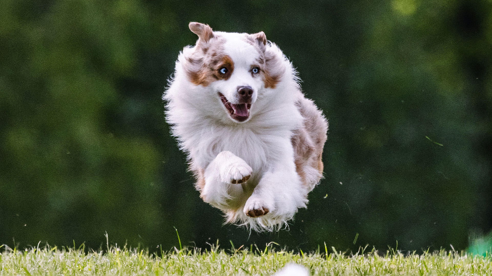 Miniature American Shepherd chasing lure towards camera