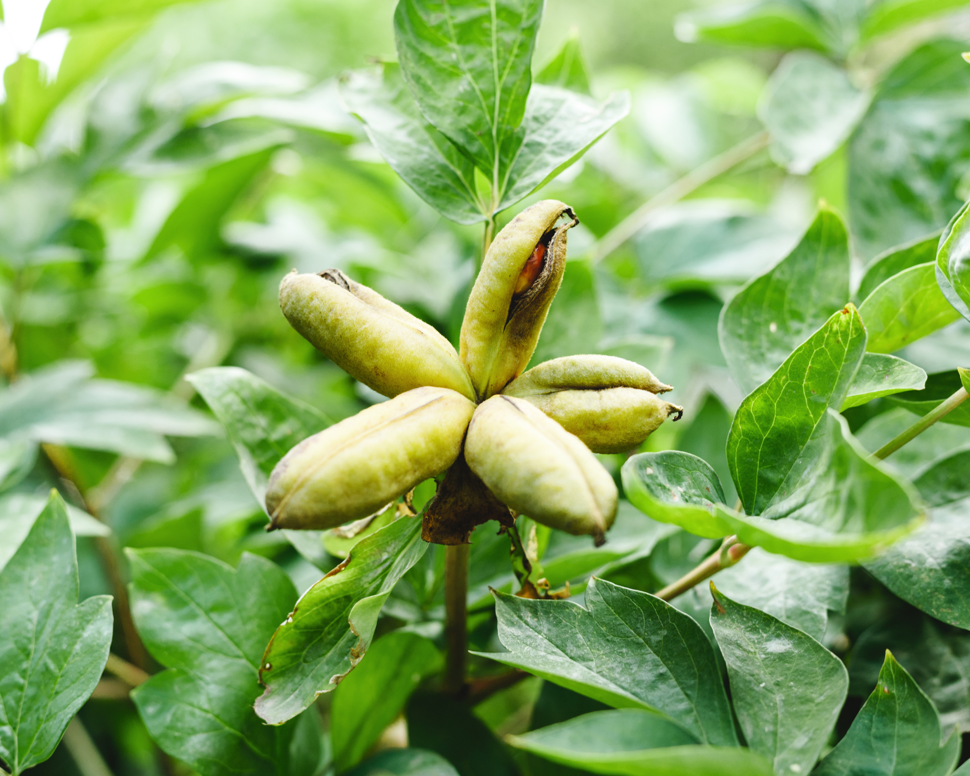 Ripe peony seed pod in the garden