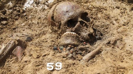 A close up of a brown skull half unearthed in brown dirt with plastic numbers below it.