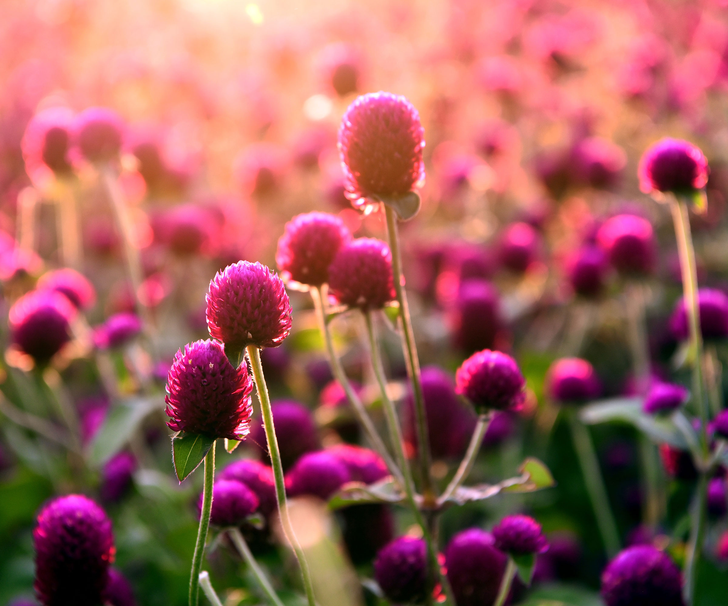 globe amaranth flowers in bloom in large planting