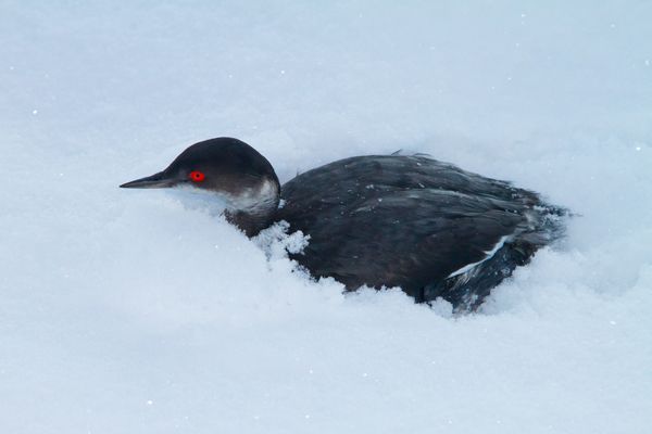 An eared grebe in need of rescuing, after it crash-landed onto the snow-covered ground in St. George, UT, mistaking it for a lake. Credit: Utah Division of Wildlife, Lynn Chamberlain 