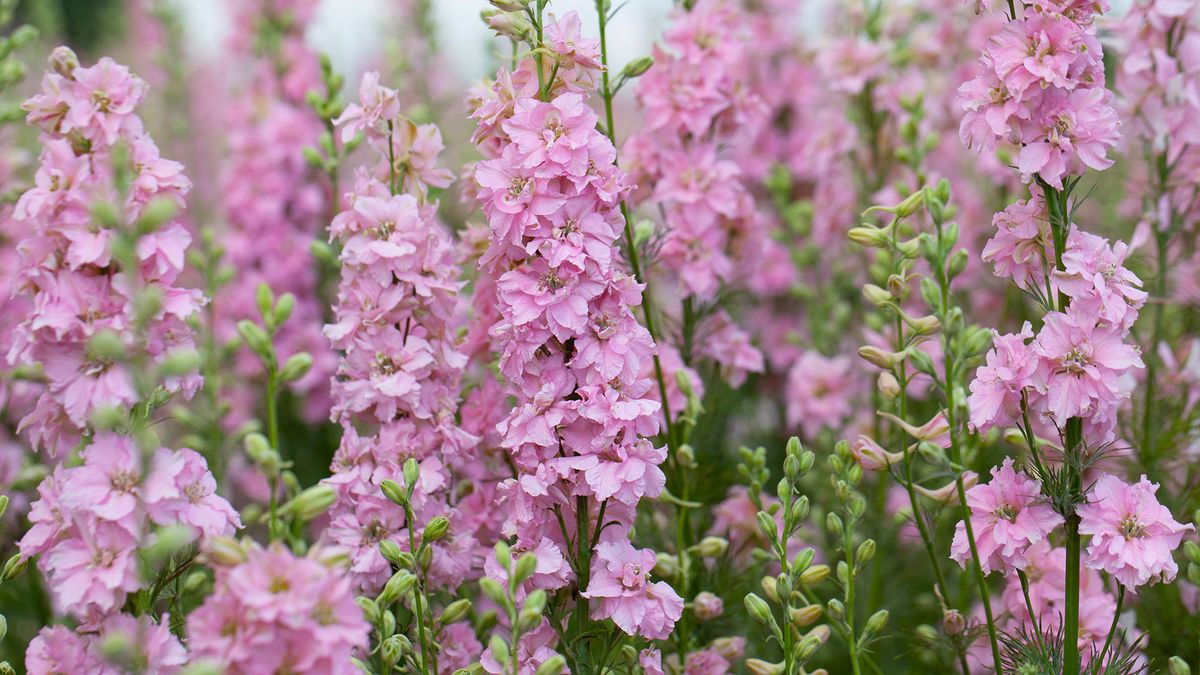 Pink Larkspur in bloom