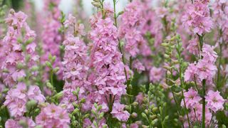 Pink Larkspur in bloom