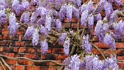 Climbing wisteria against brick wall