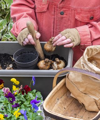 Two varieties of daffodil bulbs being planted in a window box