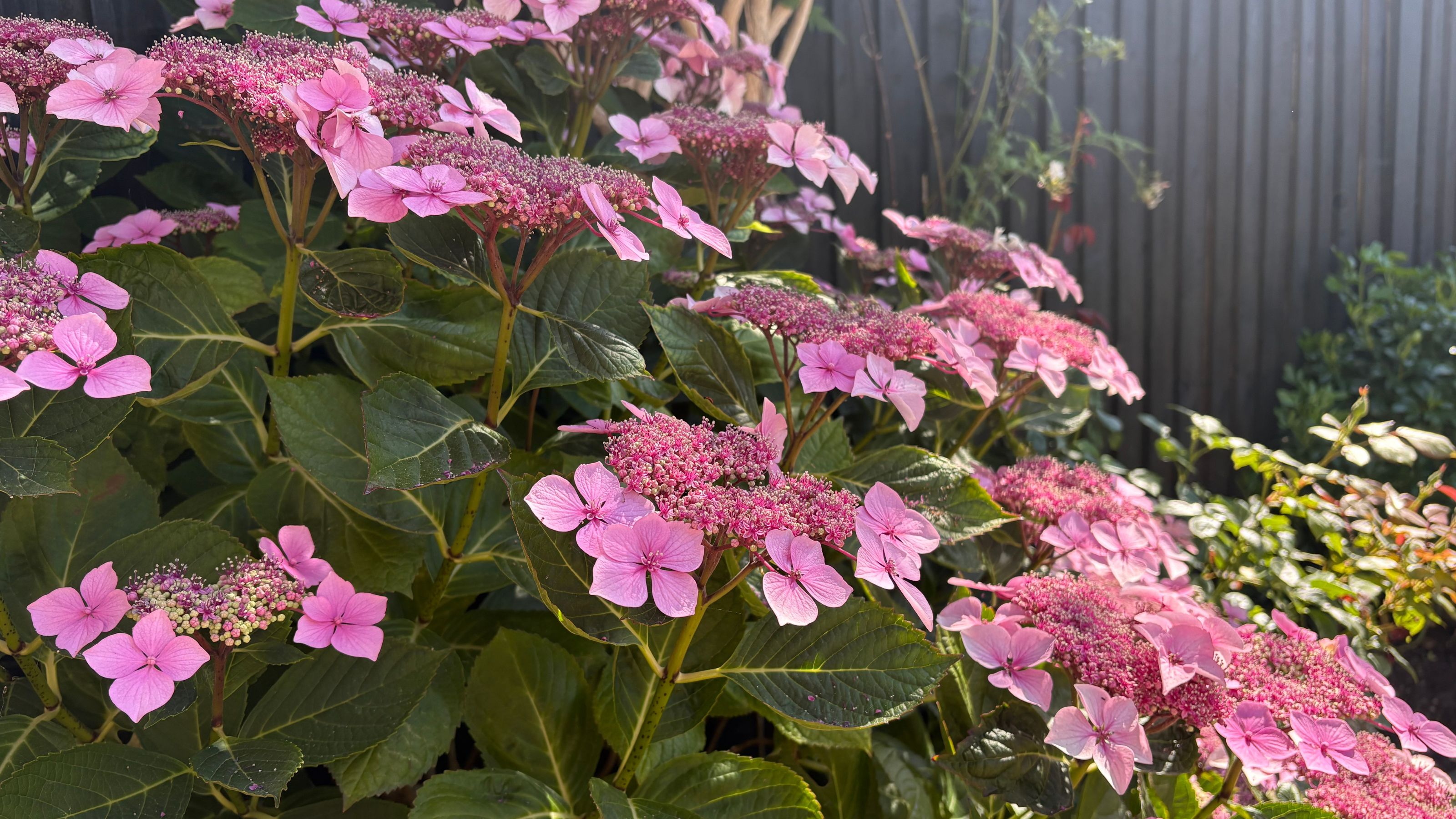 Pink flowering hydrangea growing in a garden border