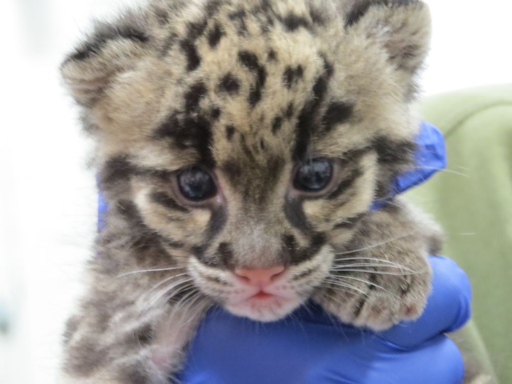 clouded leopard cub, cubs, cute baby animals