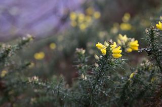 Viltrox AF 85mm F1.4 Pro lens sample gallery: yellow gauze, focused on one flower
