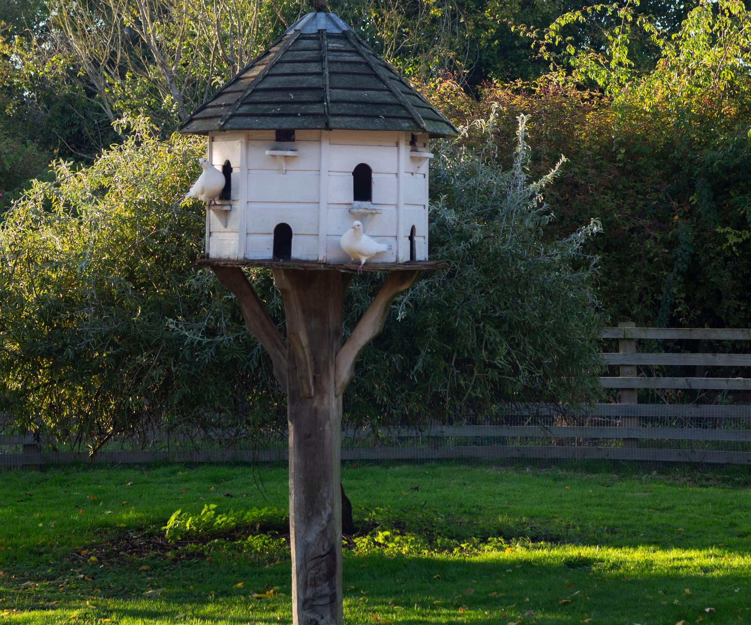 A garden with a birdhouse on a wooden tree stump with two doves feeding on it