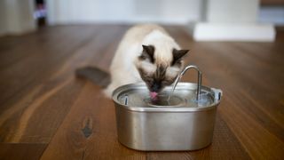 A cat drinking water from a water fountain