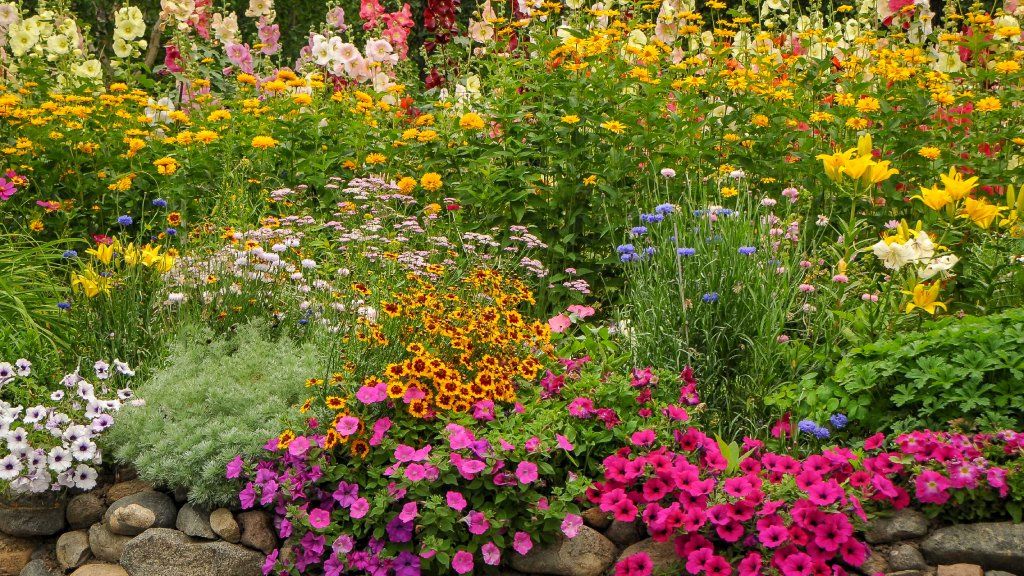 colorful flowers