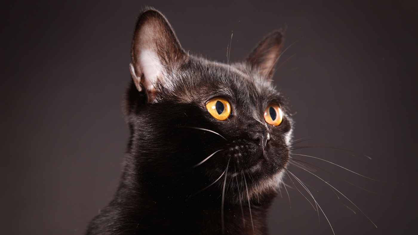 Bombay cat portrait on black background