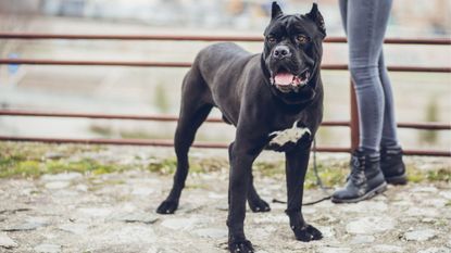 Cane Corso held on lead