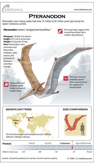 different types of flying dinosaurs