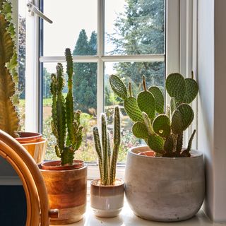 Row of cacti in pots on windowsill