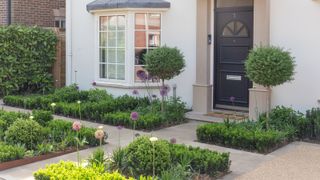 formal front garden with clipped topiary, alliums and garden path