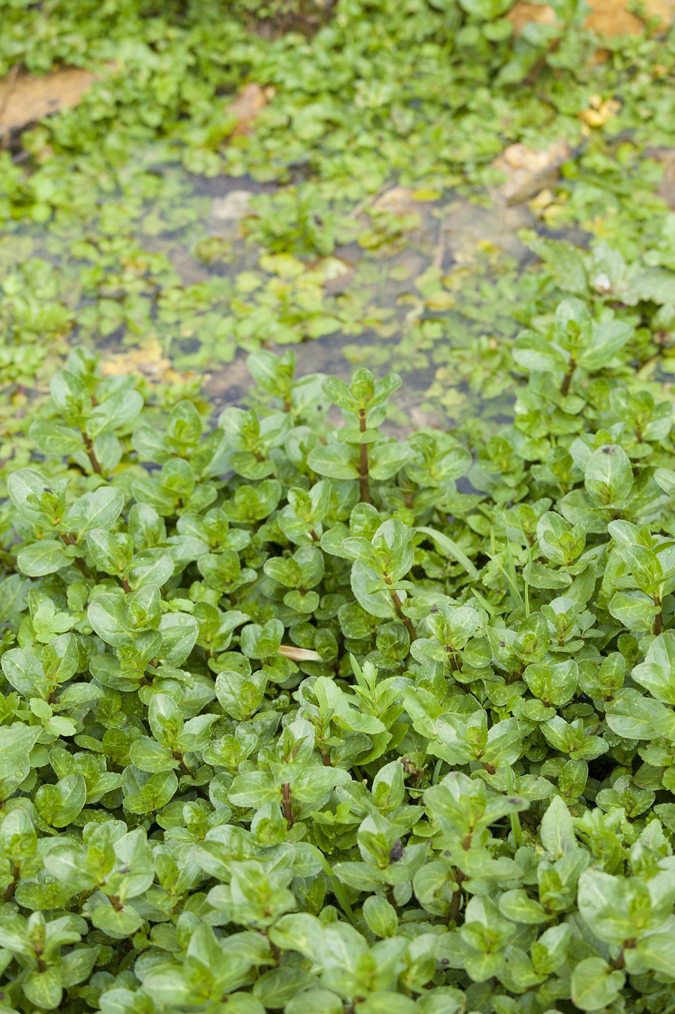 how to grow watercress at home Homes & Gardens