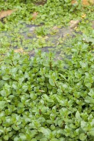 How to grow watercress in a pond