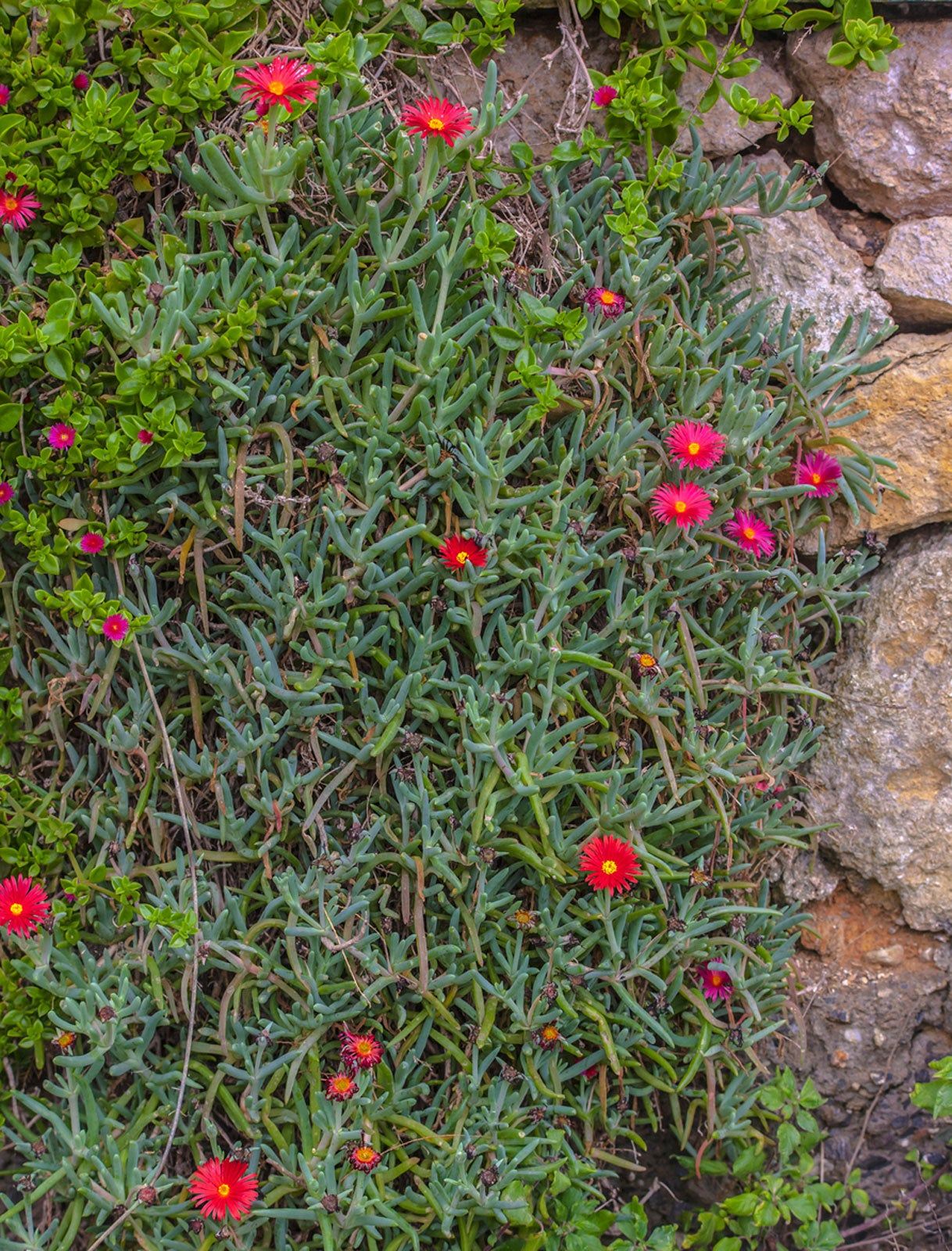 Creeping Succulent Plants With Red Flowers