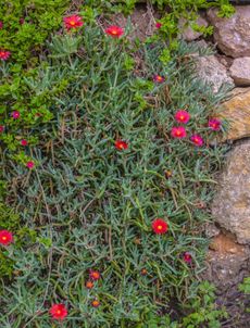 Creeping Succulent Plants With Red Flowers