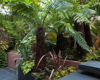 Patio garden at basement level showing slate steps, raised bed and powder-coated steel planter, with tree ferns, ferns, melianthus, phormiums, ornamental grass, banana and olive trees, bamboo and yucca